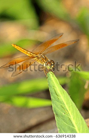 Dragonfly on leaf Royalty-Free Stock Photo #636914338
