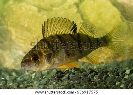 European perch Perca fluviatilis fish swimming in the river Royalty-Free Stock Photo #636917575