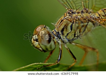 Dragonfly on leaf Royalty-Free Stock Photo #636917998