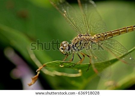 Dragonfly on leaf Royalty-Free Stock Photo #636918028