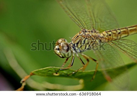 Dragonfly on leaf Royalty-Free Stock Photo #636918064