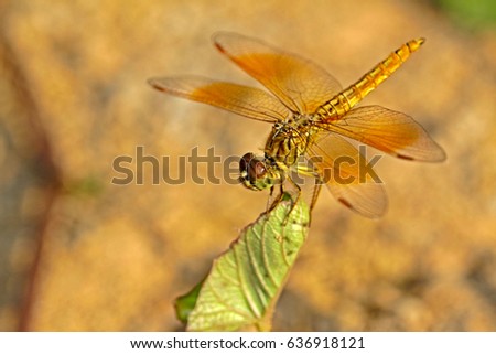 Dragonfly on leaf Royalty-Free Stock Photo #636918121