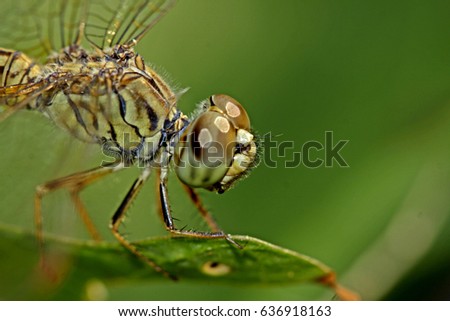Dragonfly on leaf Royalty-Free Stock Photo #636918163