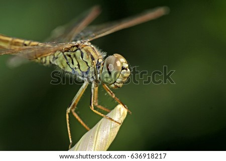 Dragonfly on leaf Royalty-Free Stock Photo #636918217