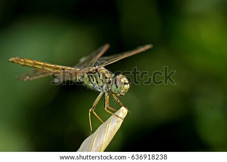 Dragonfly on leaf Royalty-Free Stock Photo #636918238
