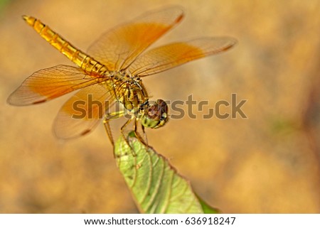 Dragonfly on leaf Royalty-Free Stock Photo #636918247