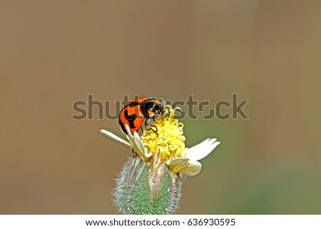 A beetle on glass flower