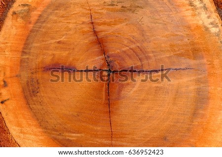 Close up Core Tree of Cut Tree Trunk Background.