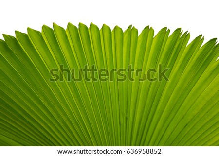 Green leave palm isolated on white background Royalty-Free Stock Photo #636958852