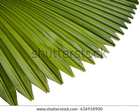 Green leave palm isolated on white background Royalty-Free Stock Photo #636958900