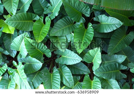 Green leaves Royalty-Free Stock Photo #636958909