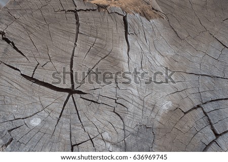 Old grungy wooden stump texture