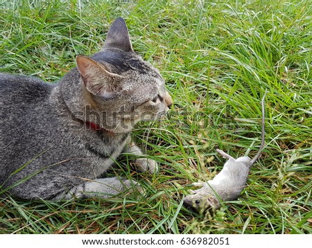 Cat playing with dead mouse on the grass. Copy space.