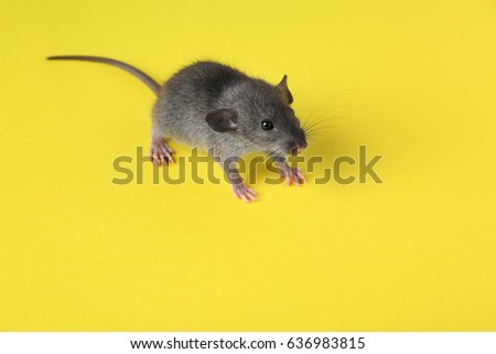 Cute little rat on color background