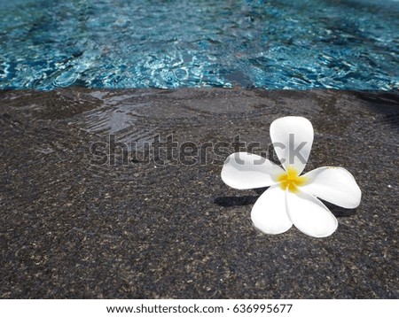 Selective focused Plumeria rubra flower on swimming pool background