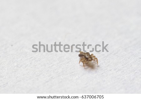 Head lice (louse)