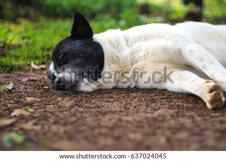 Close-up, The dog rests on the sidewalk in the garden.