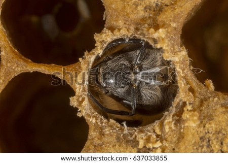 hatching new bee - microscopic picture - magnifying 3:1