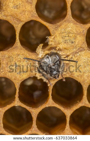 hatching new bee - microscopic picture - magnifying 3:1