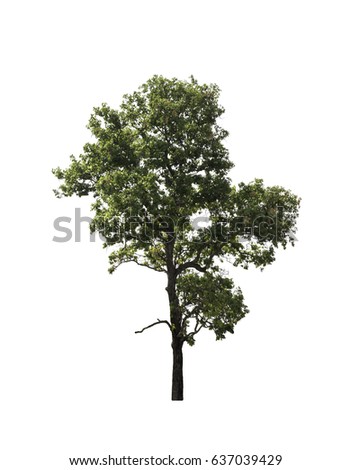 Tree isolated on the white background. This picture have clipping path.