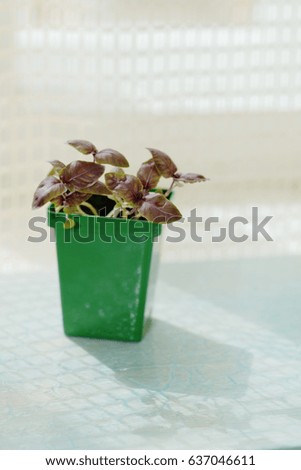Windowsill gardening. Seedlings of dark opal basil in a small container.
