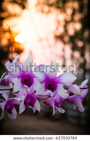 Beautiful Orchid on Sunset Background 