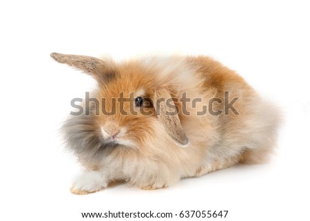 A lionhead bunny rabbit, isolated on white background