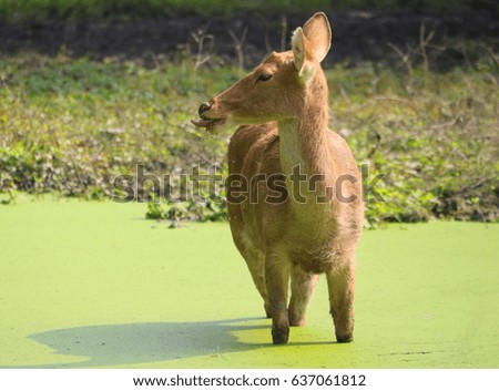 deer at water pool 