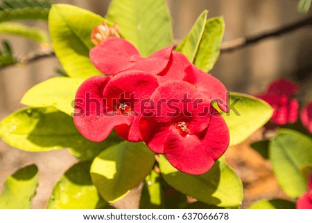 Euphorbia milli or Crown of thorns or Christ Thorn is one of the sacred wood. Family Euphorbiaceae is in the genus Euphorbia. Come from Chinese, meaning eight fairy goddesses