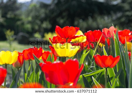 Red and Yellow Tulips in the Garden