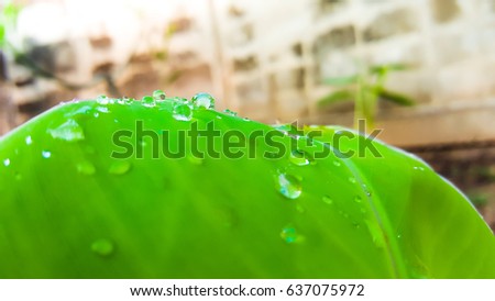  Water drop on Banana leaf , Abstract wallpaper or background