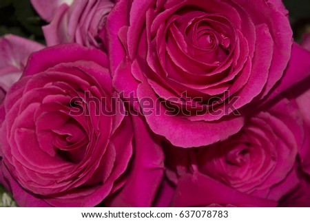 Red Roses Photo