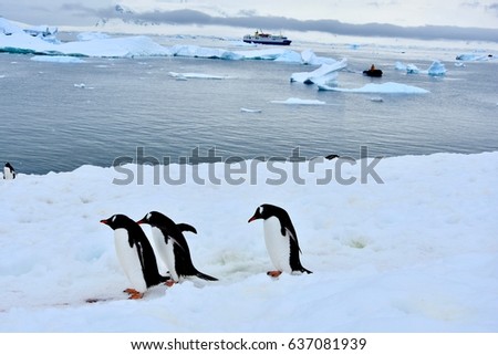 Penguins walking with icebergs in background