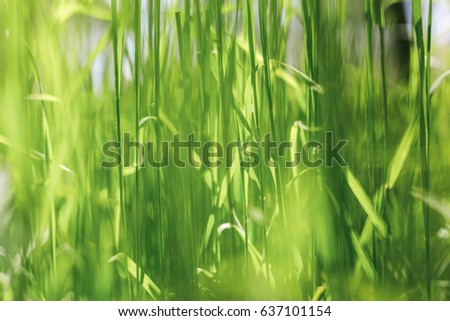Green grass seamless texture. Green grass background texture. Field of fresh green grass texture as a background, top view, horizontal. Artificial green grass texture for background.