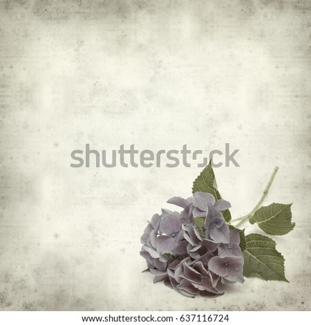 textured old paper background with blue Hydrangea inflorescence