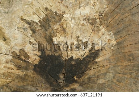 wood texture background. Vintage wooden surface top view. 