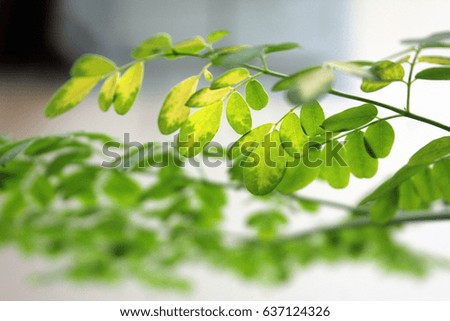 Beautiful Green leaf