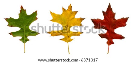 three autumn leaves (green, yellow and red) isolated on white background
