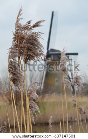 Four isolated historical windmills on the river bank hidden by rushes in front of the photo. Typical Dutch autumn scenery with cloudy sky. An UNESCO World heritage site. Beautiful scenery.