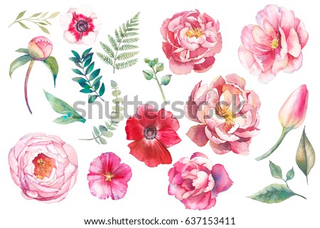 Hand painted floral elements set. Watercolor botanical illustration of eucalyptus, tulip, peony, anemone flowers and leaves. Natural objects isolated on white background