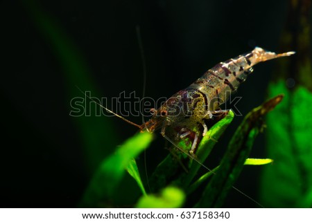 Nice tiger shrimp on green leaf in freshwater tank