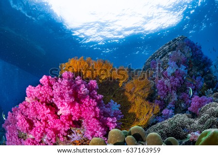 Beautiful soft coral and seafan in clear water