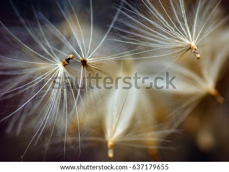Dandelion seeds Royalty-Free Stock Photo #637179655