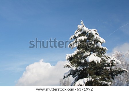 Snow-covered Pine Tree for Christmas with blue sky