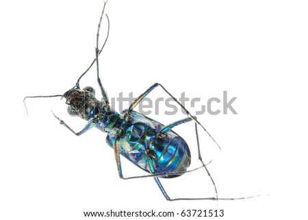 tiger beetle bug insect isolated on white