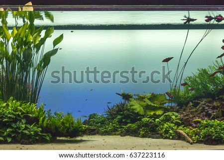 Beautiful Tropical Freshwater Aquarium with Green Plants and Fishes