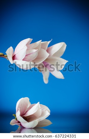 Beautiful pink magnolia flower on blue background