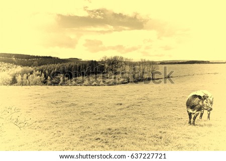 Pasture in the Ardennes. Black and white cow grazing in the green grass on a farm in Belgium. Vintage Style Toned Picture