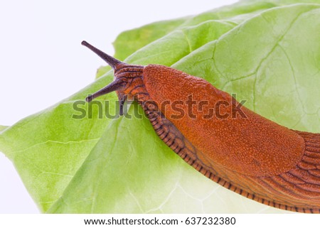 slug on lettuce leaf