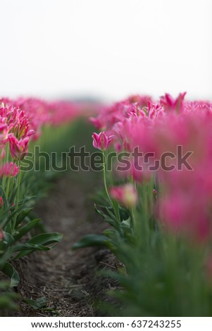 Rows of pink tulips in a muddy field